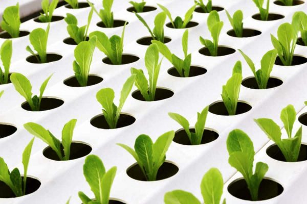 Hydroponics