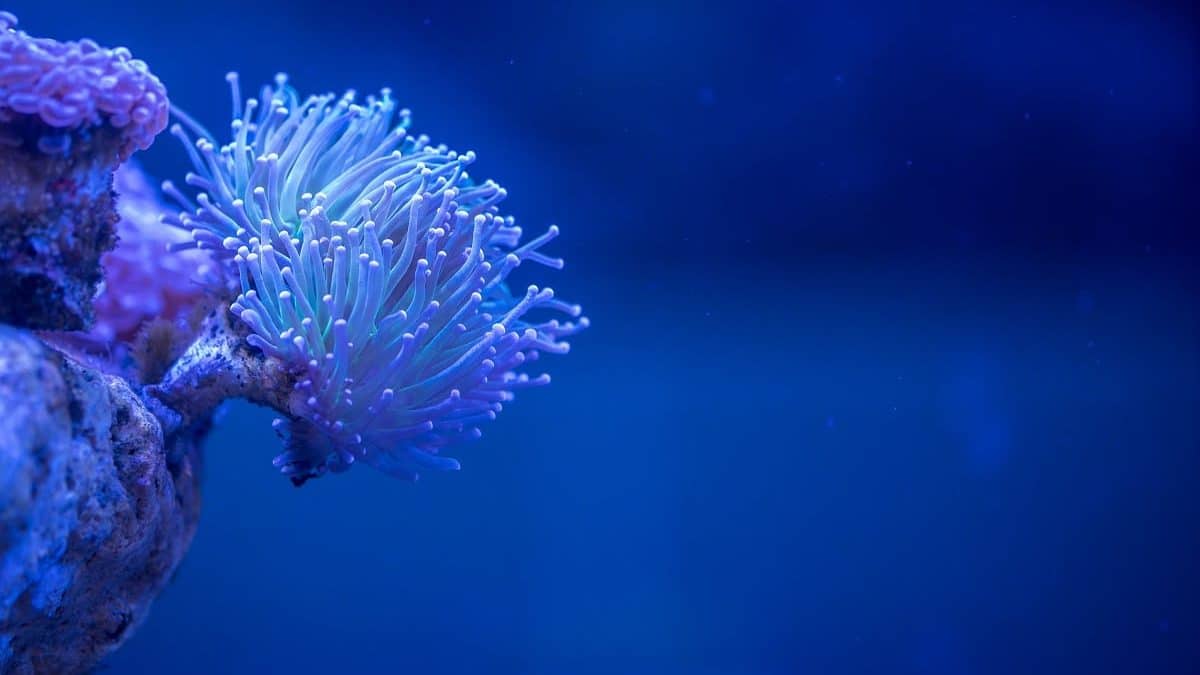 salzgehalt aquarium anemone stockphoto