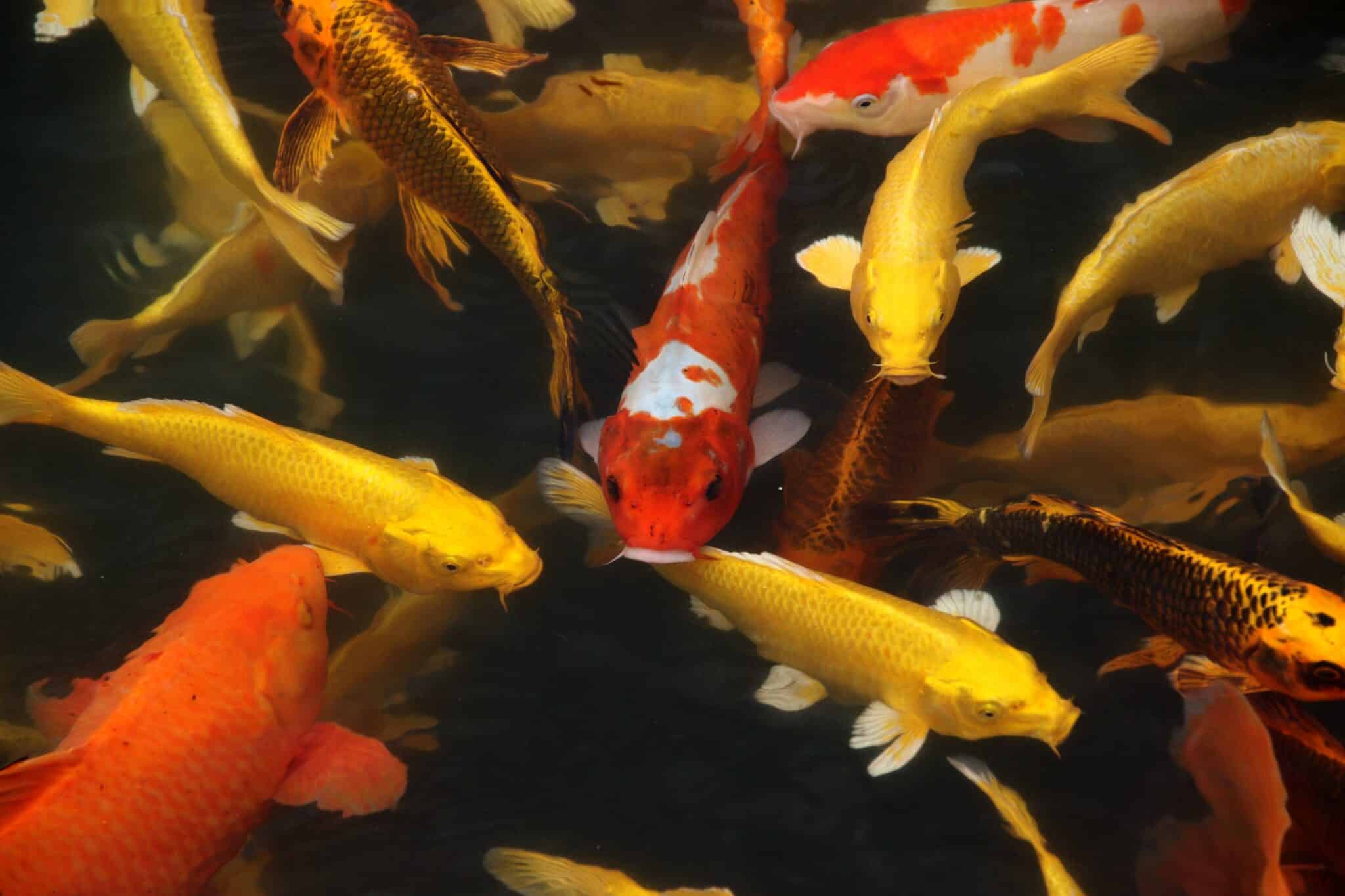 How to Accurately Measure Dissolved Oxygen in a Garden Pond